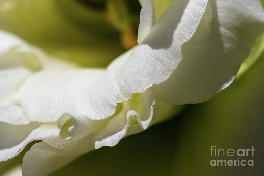 Botanical Gardens Photograph - Lisianthus by Nicki Hoffman Botanical Gardens Photograph - Lisianthus by Nicki Hoffman