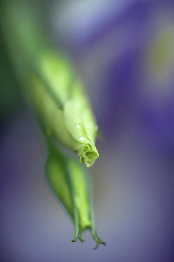 Lisianthus Two Buds Photograph by Jenny Rainbow