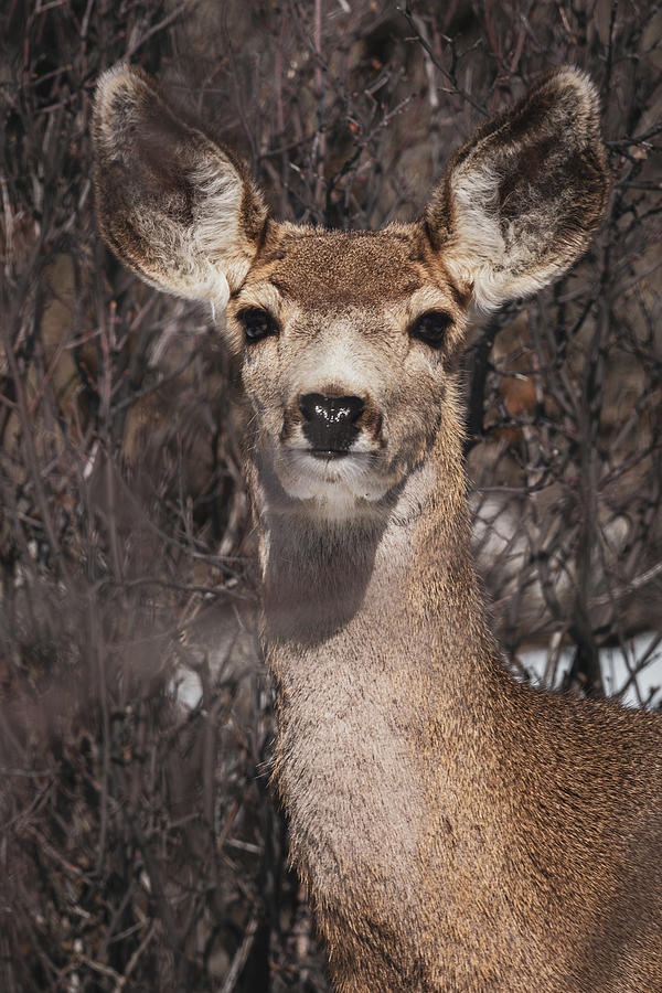 Listen Muley Photograph by Brian Anderson Listen Muley Photograph by Brian Anderson