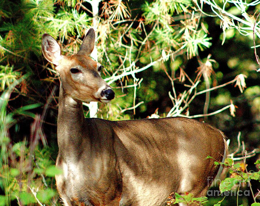 Listening Carefully Photograph by Charlene Adler - Fine Art America