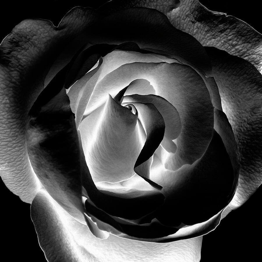 Black And White Photograph - Lit From Within Rose by Denise Harty