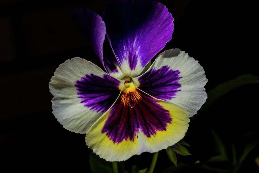 Lit Up Pansy Photograph by Doug Scrima