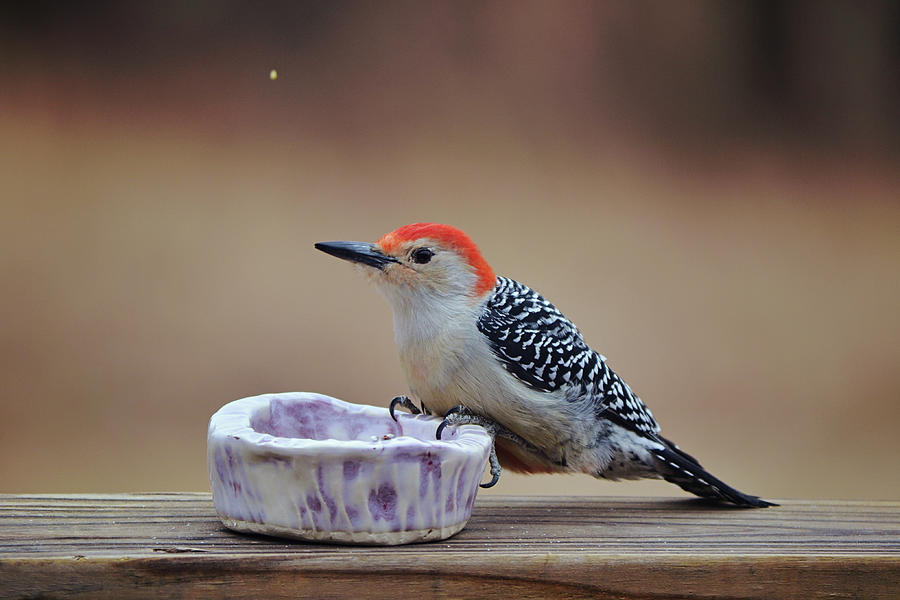 Literally Grabbing a Bite to Eat - Woodpecker Bird Photograph by Gaby Ethington