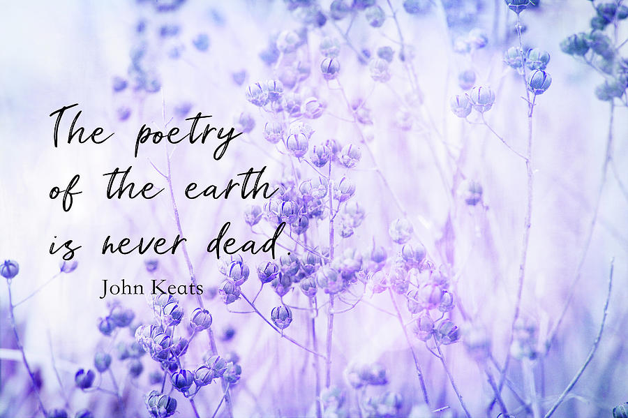 Literary Nature Quote Keats On Purple Photograph by Ann Powell