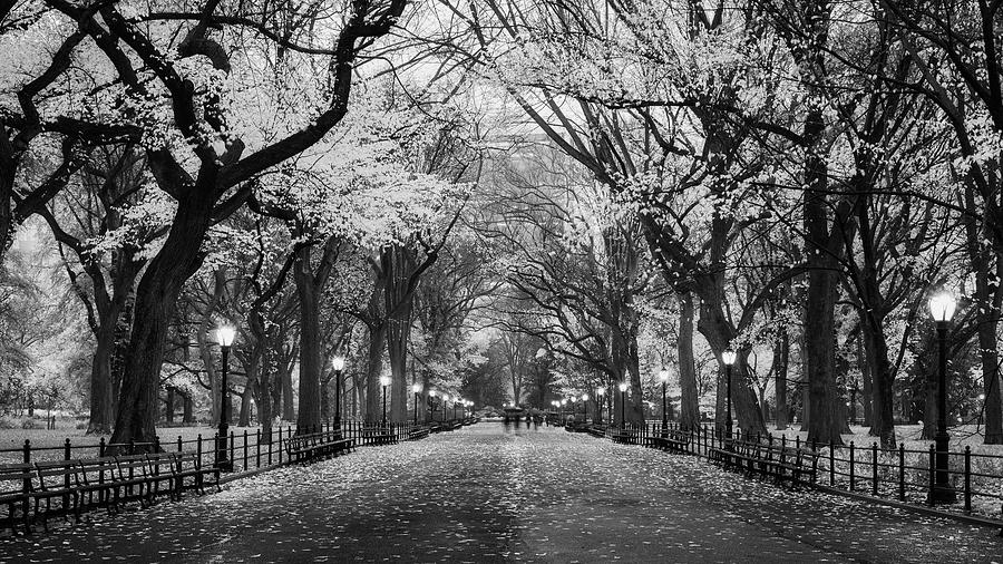 Central Park Photograph - Literary Walk in Autumn BW by Randy Lemoine