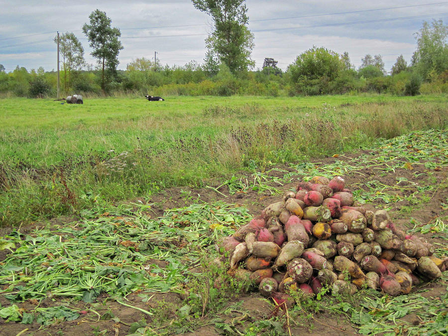 Lithuanian Sugar Beets Photograph by Mary Lee Dereske