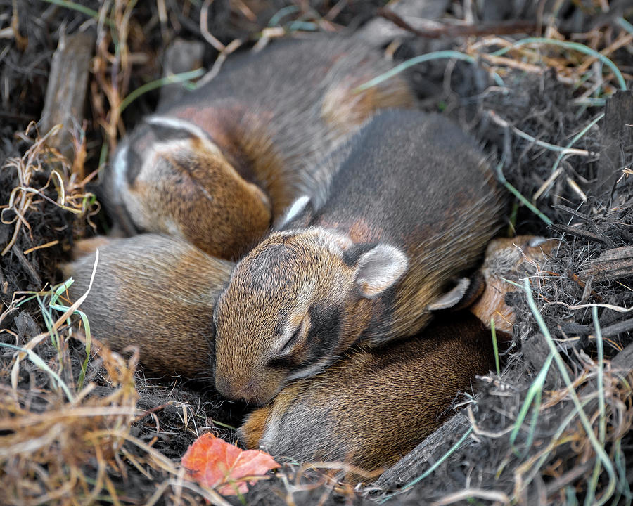 Litter Cottontail Rabbit Rabbits - Nest Photograph by Christopher Mazza