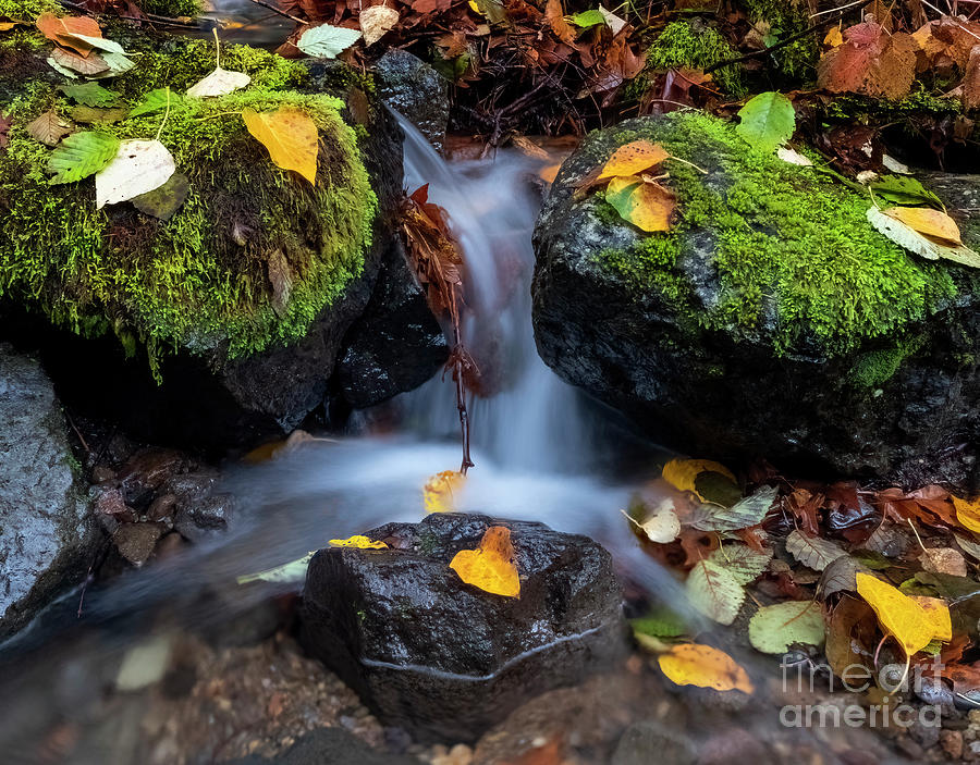 Fall Photograph - Littered with Fall by Michael Dawson
