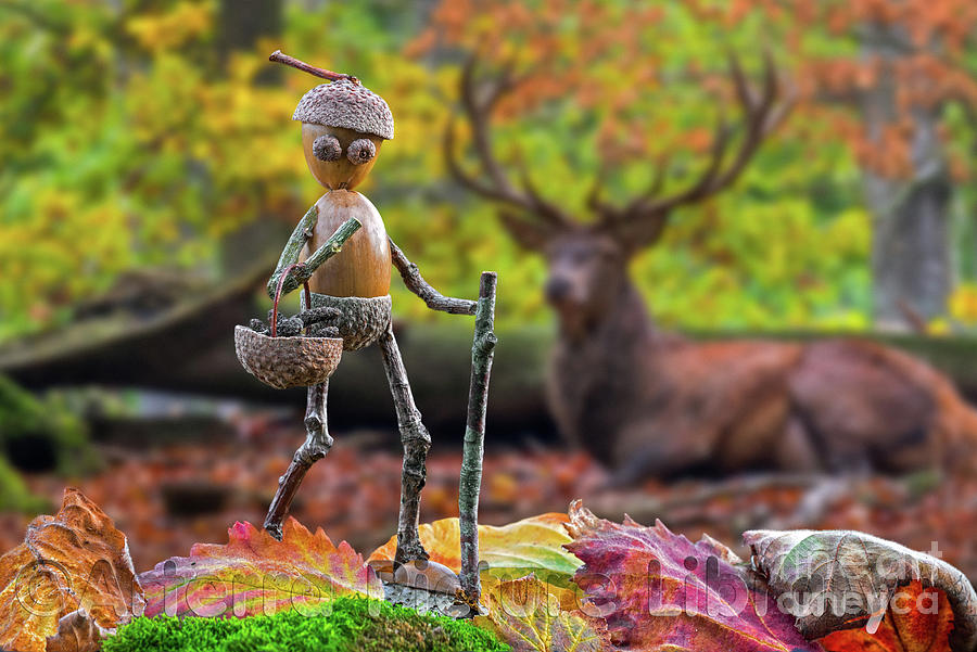 Little Acorn Man and Deer Photograph by Arterra Picture Library