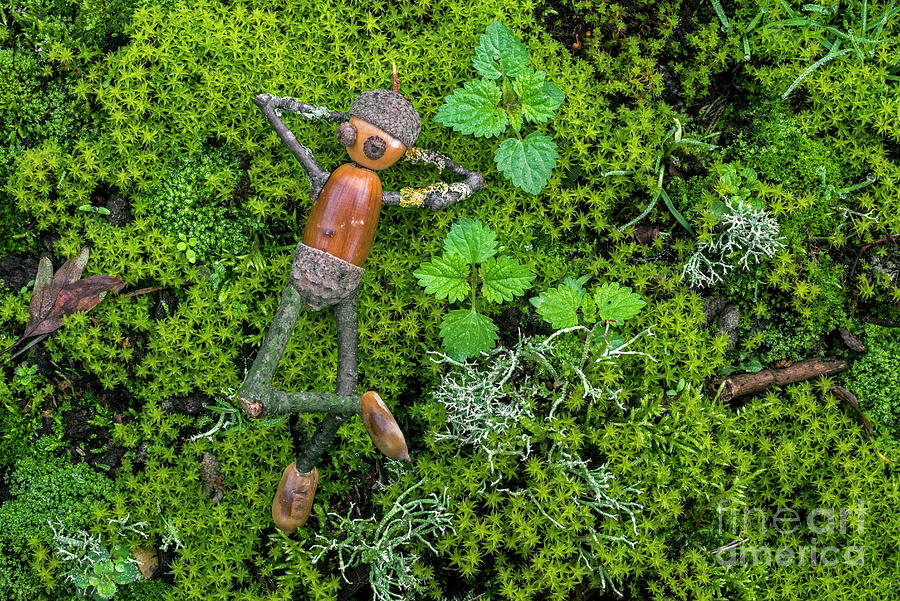 Little Acorn Man Photograph by Arterra Picture Library
