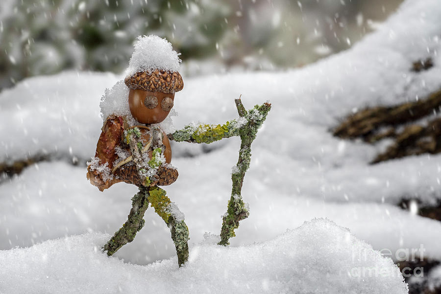 Little Acorn Man Hiking in Winter Photograph by Arterra Picture Library