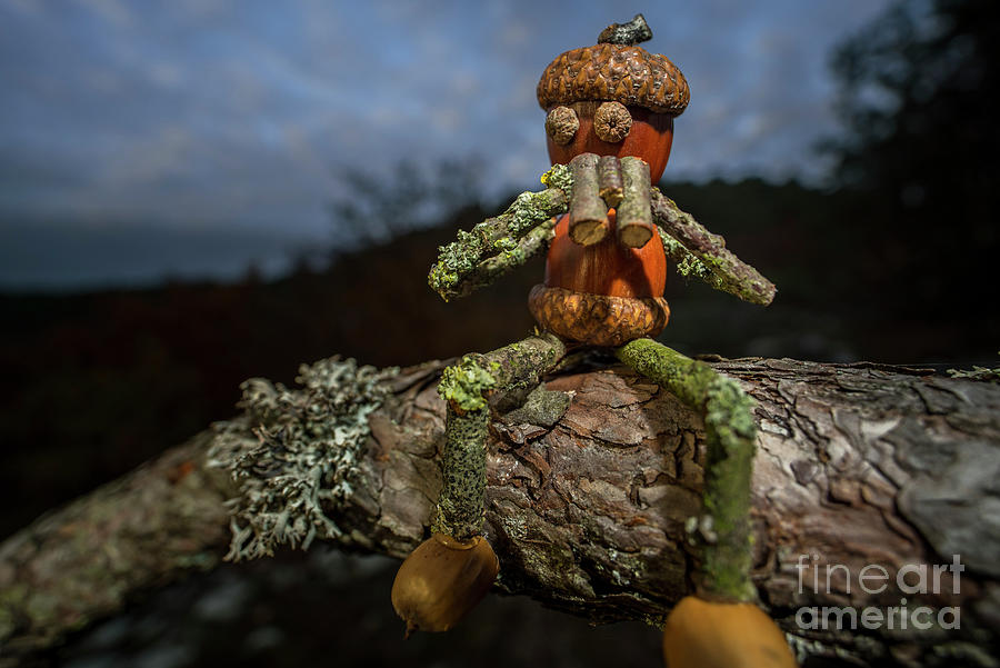 Little Acorn Man Looking for Owls Photograph by Arterra Picture Library
