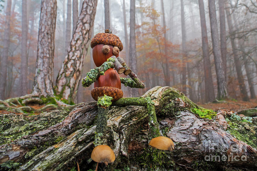 Little Acorn Man Looking for Wildlife Photograph by Arterra Picture Library