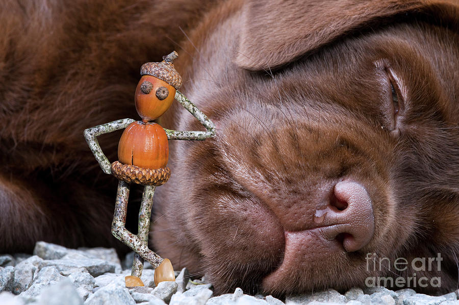 Little Acorn Man Posing with Pup Photograph by Arterra Picture Library