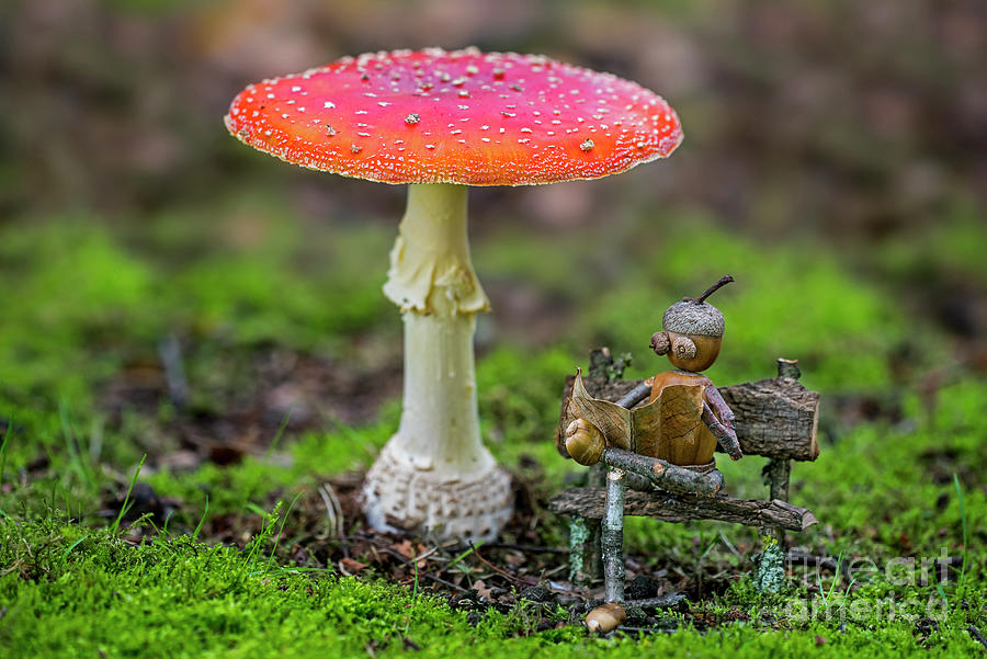 Little Acorn Man under Mushroom Photograph by Arterra Picture Library