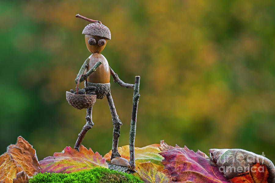 Little Acorn Man Walking in Autumn Photograph by Arterra Picture Library