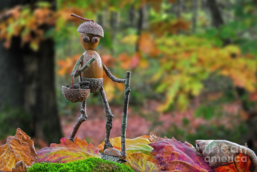 Little Acorn Man Walking in Autumn Forest  Photograph by Arterra Picture Library