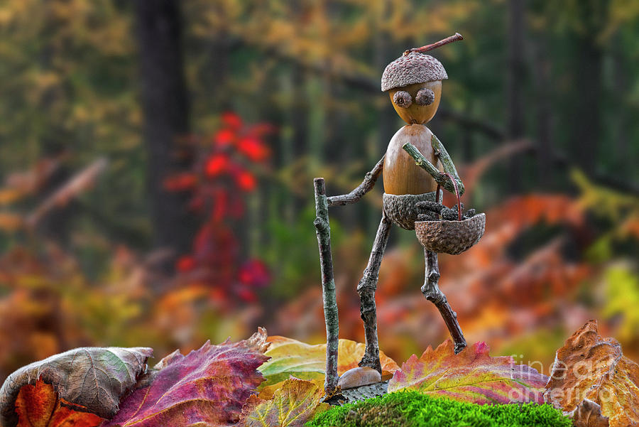 Little Acorn Man Walking with Basket Photograph by Arterra Picture Library