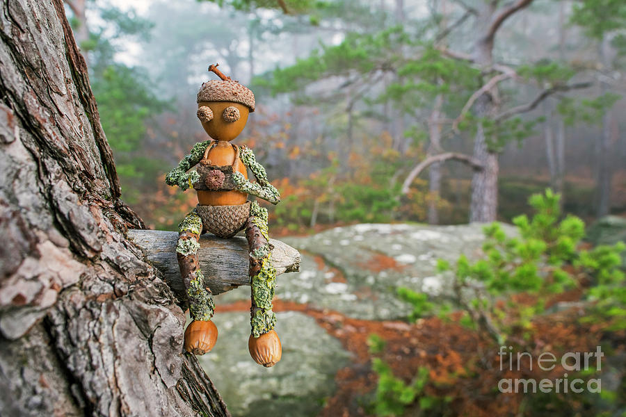 Little Acorn Photographer in Tree Photograph by Arterra Picture Library