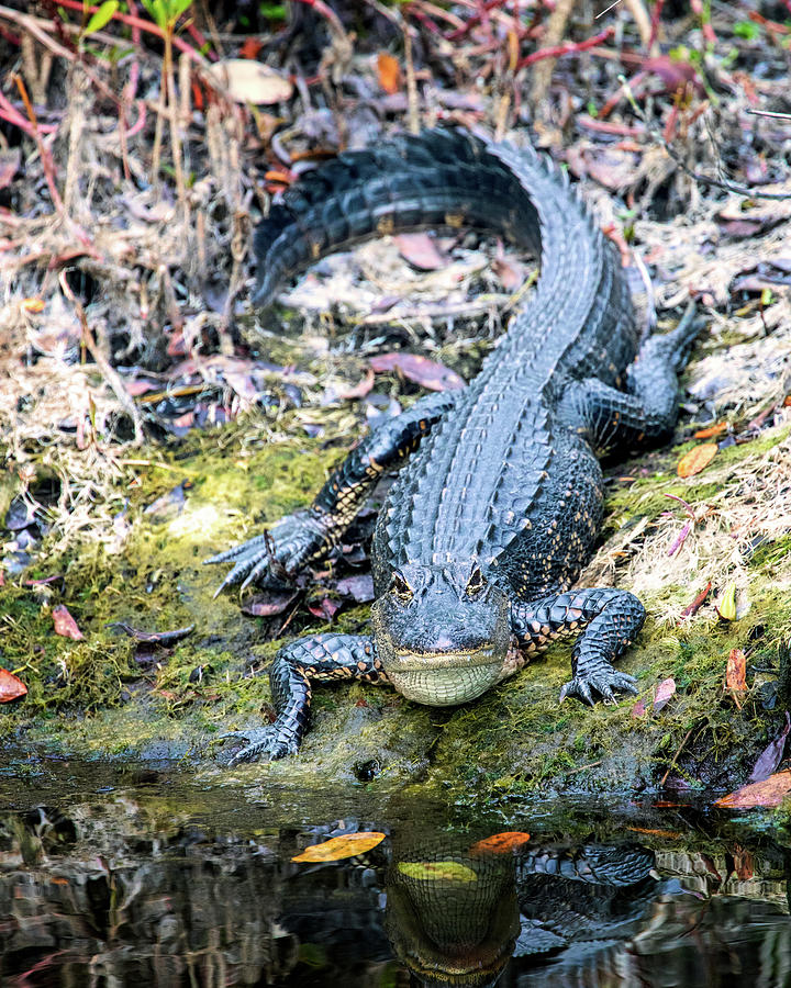 Little Alligator at the Waters Edge Photograph by Jaki Miller