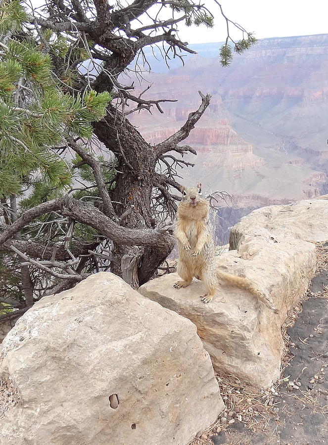 little animal Grand Canyon Photograph by Joelle Philibert