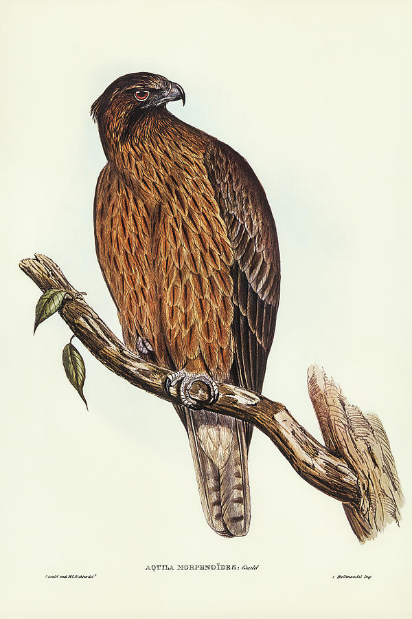 John Gould Drawing - Little Australian Eagle, Aquila Morphnoides by John Gould