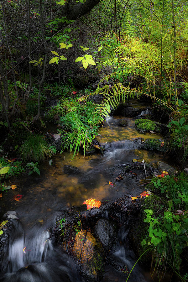 Little Autumn Stream Photograph by Bill Wakeley