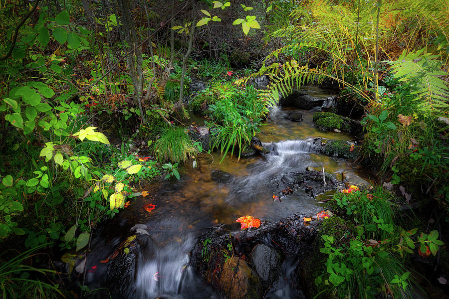 Little Autumn Stream Landscape Photograph by Bill Wakeley