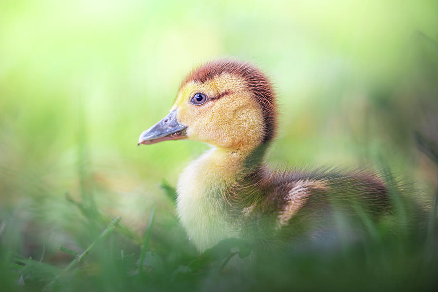 Little Baby Duckling In The Weeds Photograph by Jordan Hill