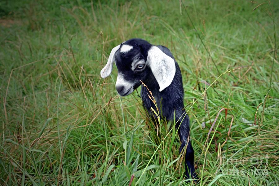 Little Baby Goat Photograph