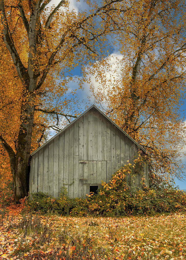 Portland Photograph - Little Barn Between the Trees by Don Schwartz