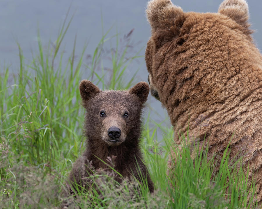 Little Bear Photograph by Randy Robbins | Fine Art America