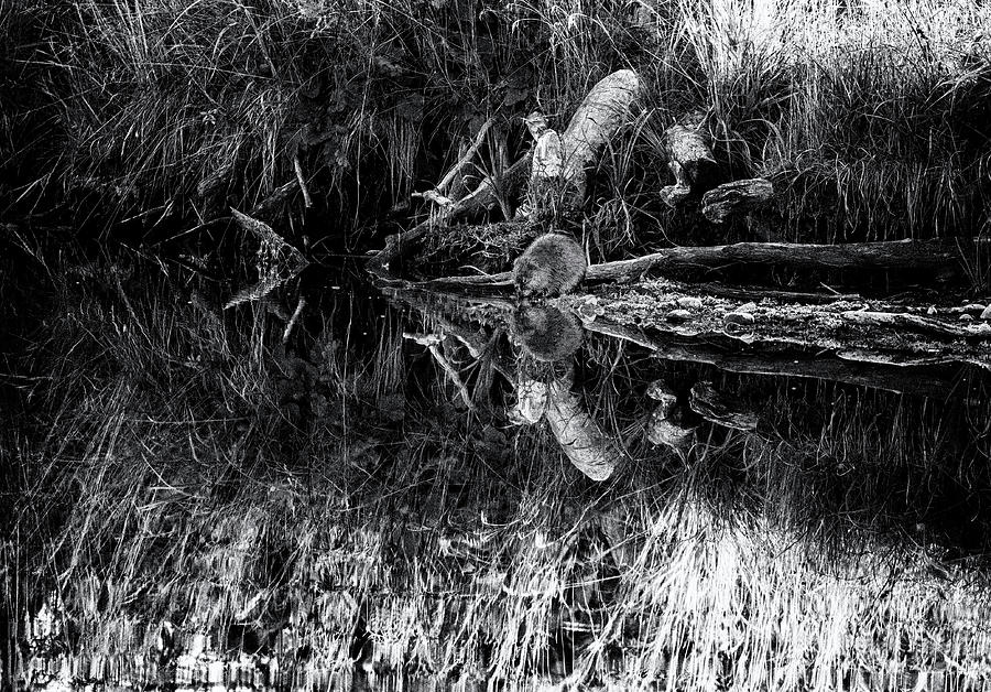 Little Beaver at Schwabacher's Landing bw Photograph by Belinda Greb ...