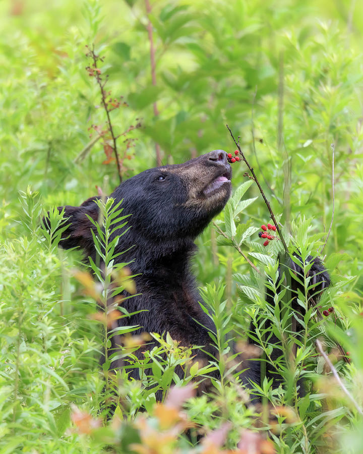 Little Berry Eater - Black Bear Yearling Photograph by Susan Rissi Tregoning
