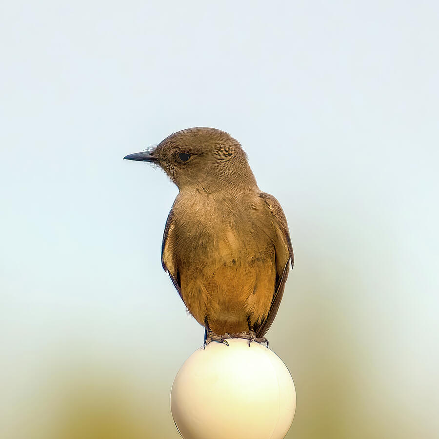 Sparrow Photograph - Little Bird, Big Egg by Laura Epstein