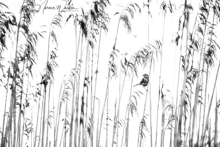 Little Bird in Tall Grass Photograph by Norma Warden