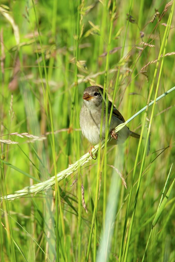 Little Bird In The Reed Photograph by Rose-Marie Karlsen