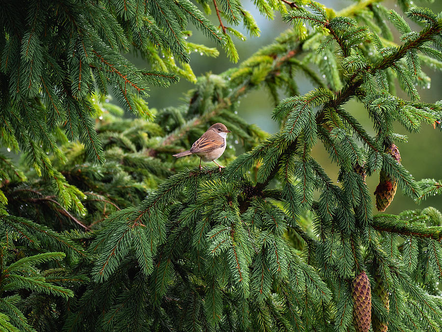Little bird on a fir branch in forest Photograph by TorriPhoto