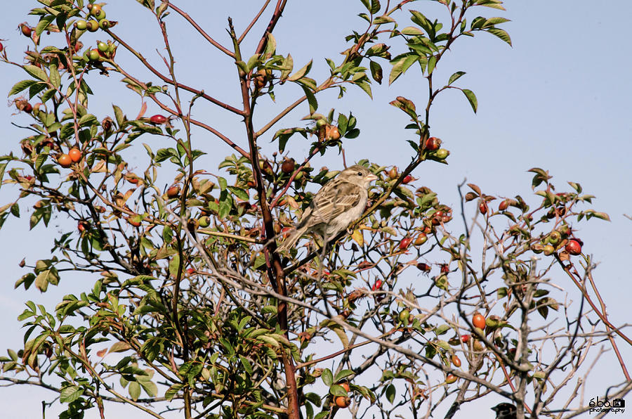 Little Bird on Tree Photograph by Elaine Berger