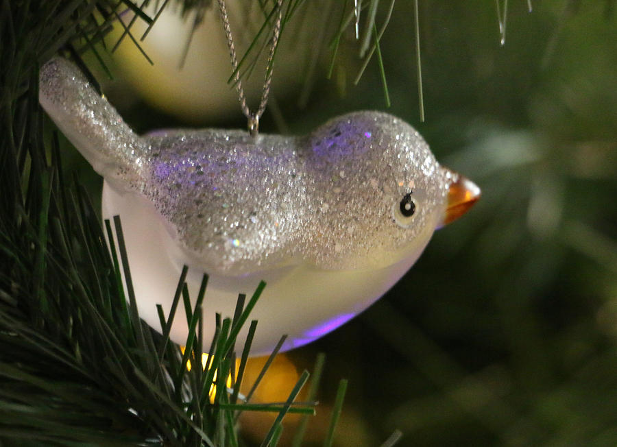 Little Bird Ornament Photograph