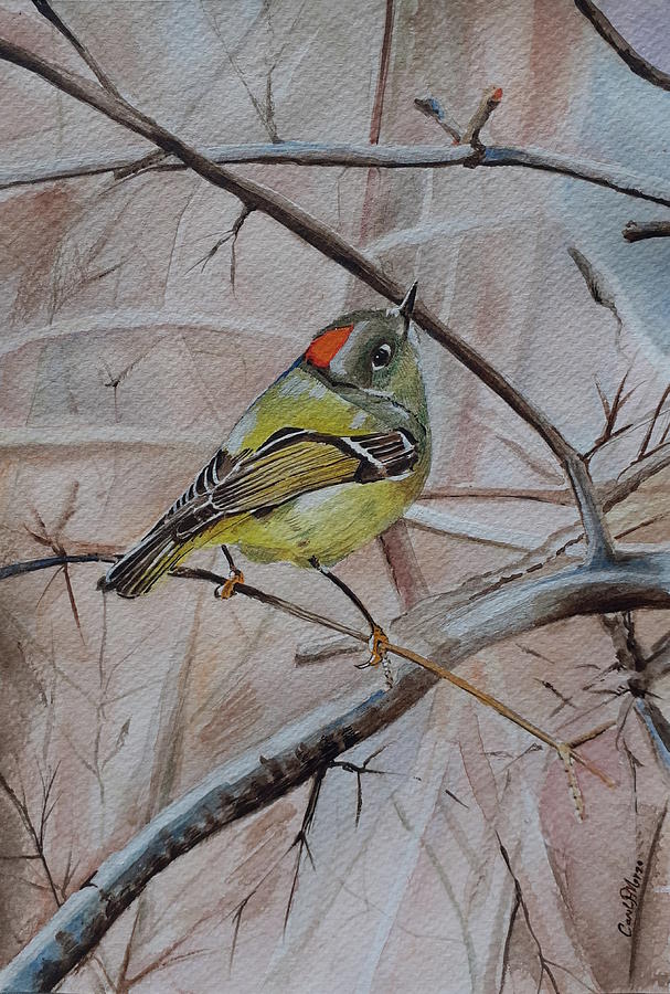 Little bird resting on a branch Painting by Carolina Prieto Moreno