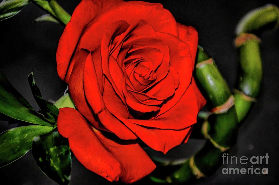 Little Bit of Red Photograph by Diana Mary Sharpton