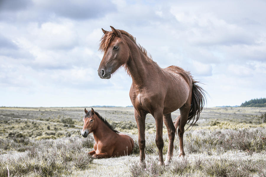Little bit of sass - Horse Art Photograph by Lisa Saint
