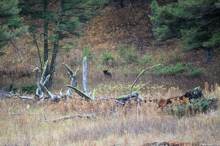 Little Black Bear In The Meadow Photograph