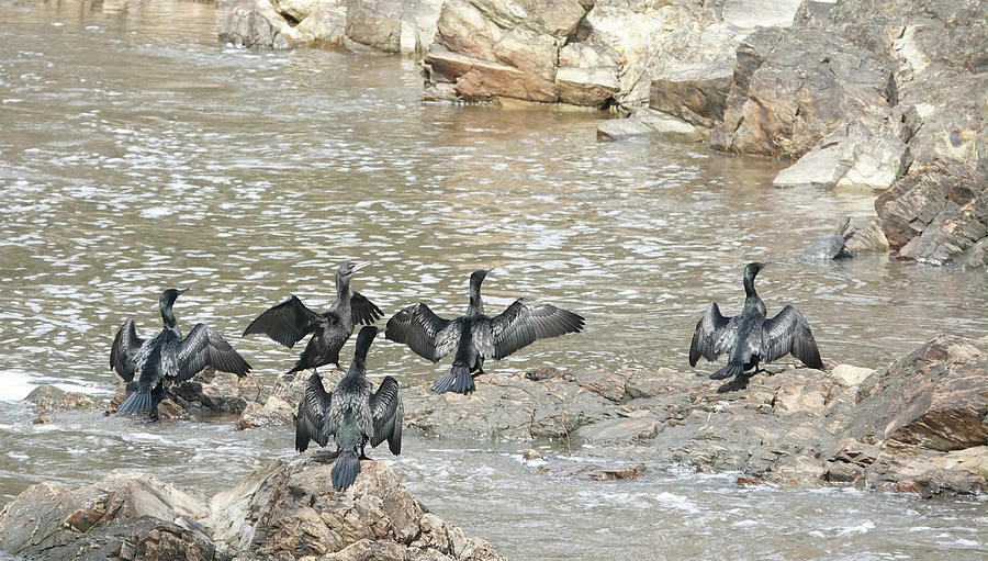 Little Black Cormorants Drying Their Wings Photograph by Maryse Jansen