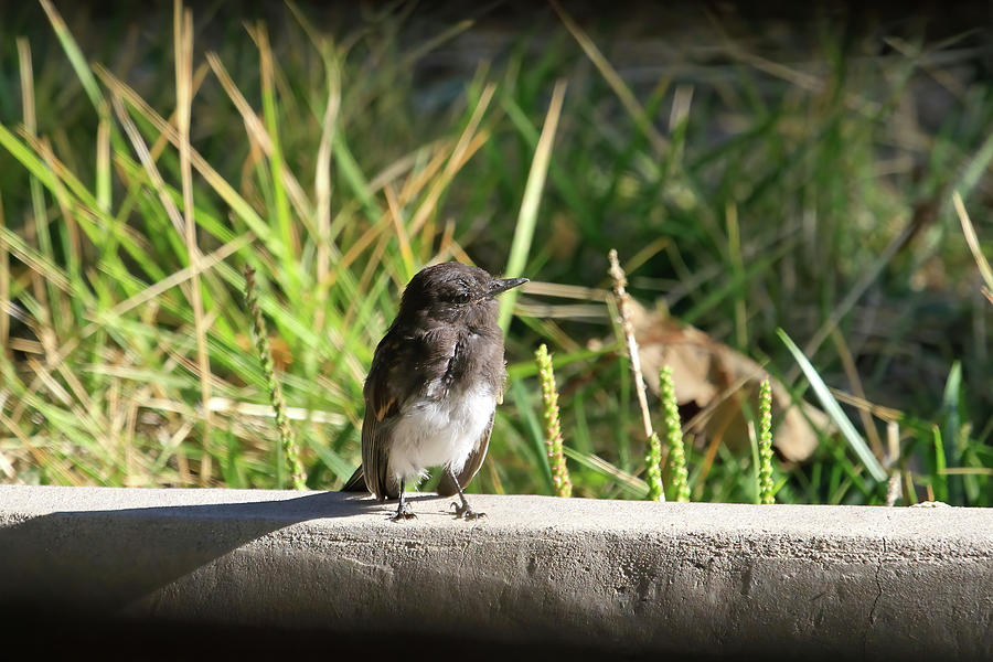 Little Black Phoebe Photograph by Donna Kennedy