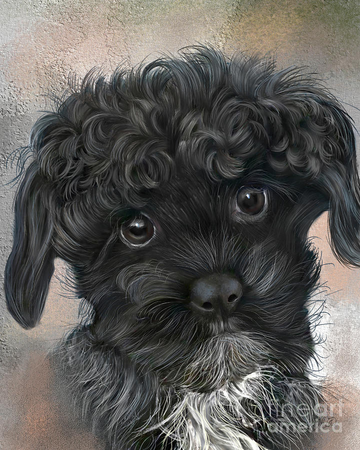 Framed Print Black poodle