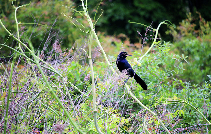 Little Blackbird  Photograph by Cynthia Guinn