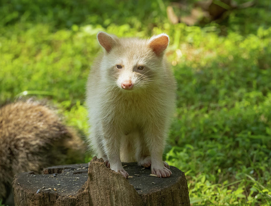 Little Blonde Raccoon Photograph by Julie Barrick