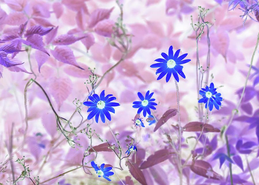 Happy Blue Daisies Photograph by Missy Joy